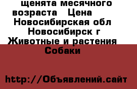щенята месячного возраста › Цена ­ 100 - Новосибирская обл., Новосибирск г. Животные и растения » Собаки   